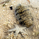 sandfish