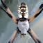Yellow Garden Spider