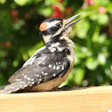 Hairy Woodpecker - male