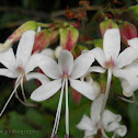Hill glory bower
