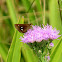 Twin-spot Skipper