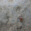 hemiptera