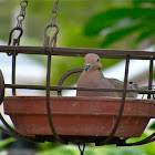 Mourning Dove