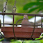 Mourning Dove