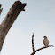 Yellow-throated Sparrow
