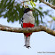 Cuban Trogon