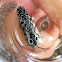 Eyed Click Beetle