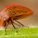 Treehopper