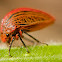Treehopper