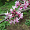 Redbud