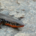 Brahminy skink