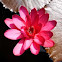 water lily