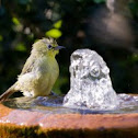 Cape White-eye