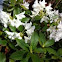 Rhododendron 