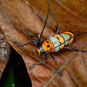 Longhorn Beetle