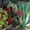 Succulent