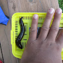Leech