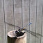Blue Dasher (female)