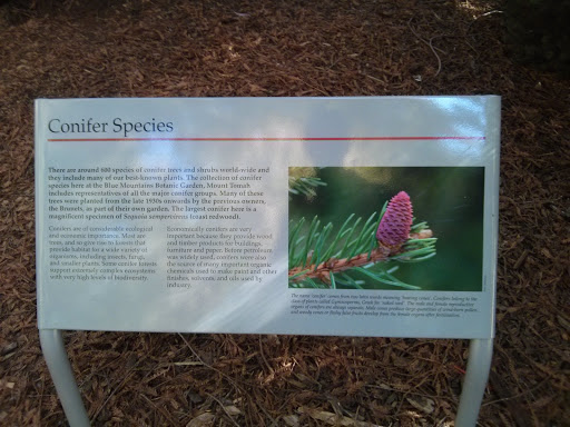 Conifer Species