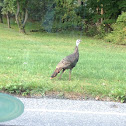 Wild turkey