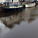 Egyptian Goose