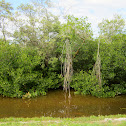 Red Mangrove