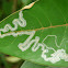 Leaf Miner