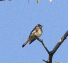 Spotting Image 1