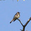 Eastern Wood-Pewee