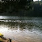 Coots