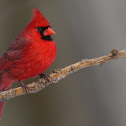 cardinal