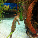 Sea Horse