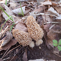 Yellow Morel