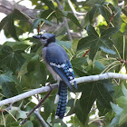 Blue Jay