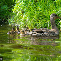 Mallard