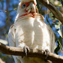 Long Billed Corella
