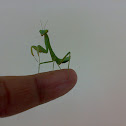Praying Mantis