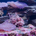 Scorpionfish