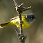MacGillivray's Warbler