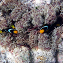 Clark's Anemonefish