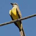 Tropical kingbird