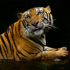The Look by Charliemagne Unggay - Animals Lions, Tigers & Big Cats ( big cat, wild, orange, lovely creature, animal )