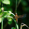 Four-spotted Chaser