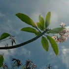 Red frangipani