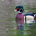 Wood Duck