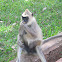 Gray langur