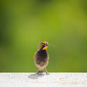 Yellow-faced Grassquit