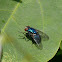 Varejeira azul (Blue bottle fly)