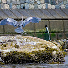 Great Blue Heron