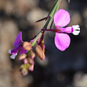 Slender Butterfly Bush